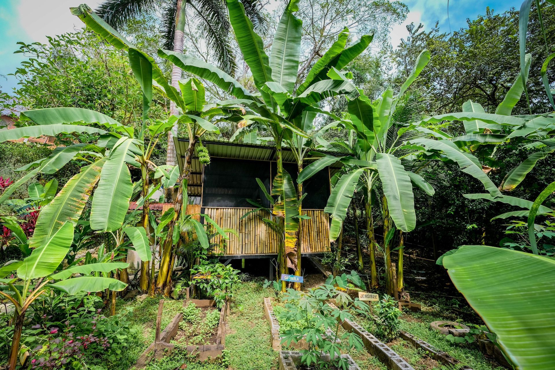 A small hut in the middle of a lush green forest surrounded by banana trees.