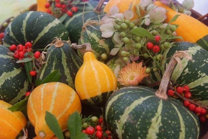 A bunch of pumpkins and gourds are sitting on a table.