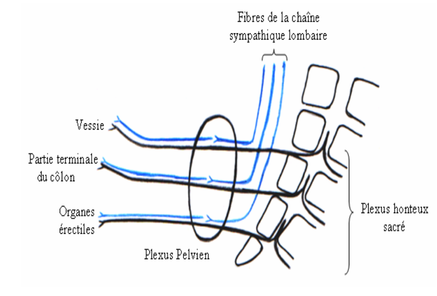 Schéma du plexus pelvien et des nerfs associés : vessie, côlon et organes érectiles. Lignes bleues et noires.