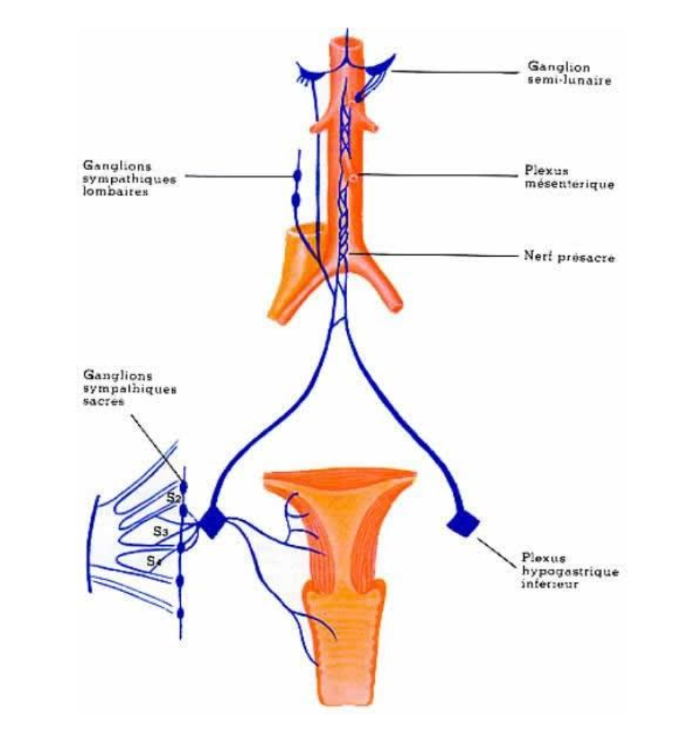 Schéma du système nerveux sympathique, montrant les voies nerveuses et les ganglions en bleu.