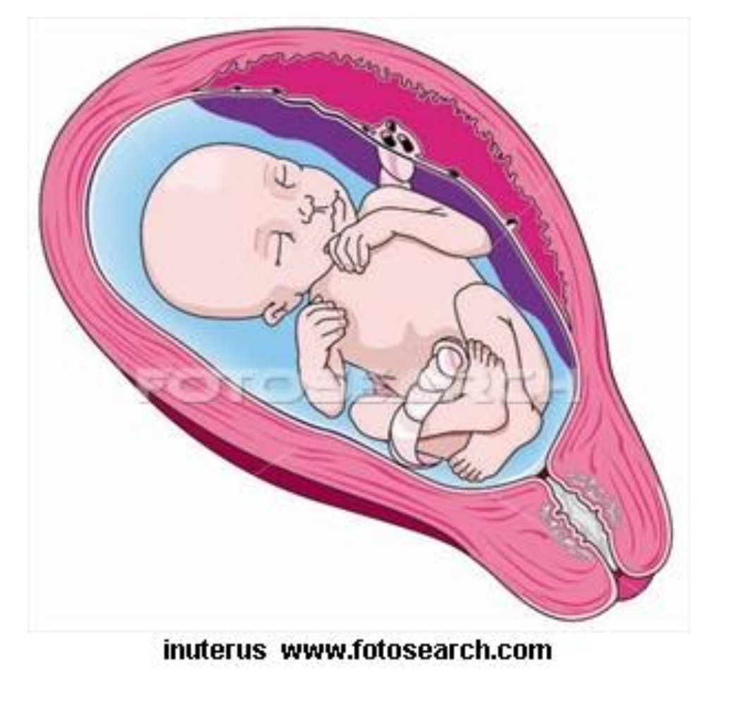 Illustration d'un bébé dans l'utérus. Utérus rose, liquide amniotique bleu, cordon ombilical et nourrisson détendu.