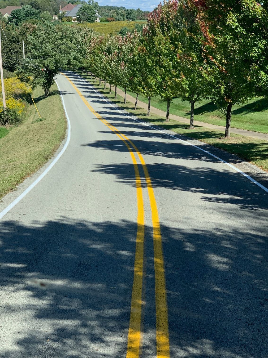 A road with a row of trees on the side of it