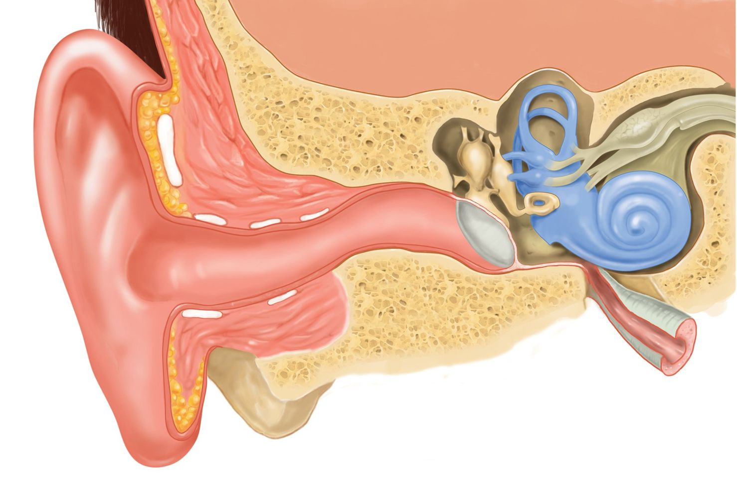 interventi orecchio