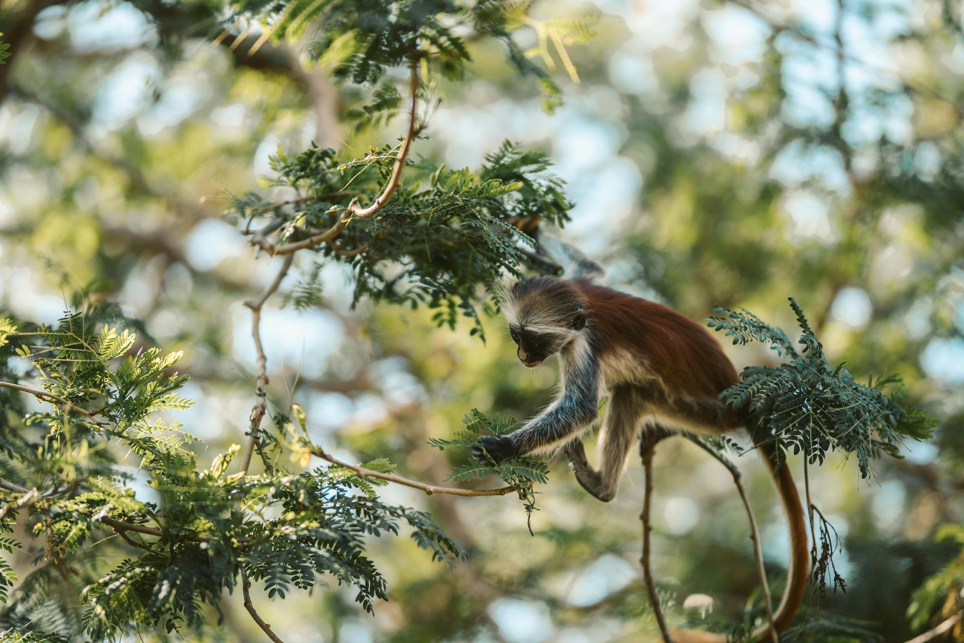 A monkey is sitting on a tree branch eating leaves.