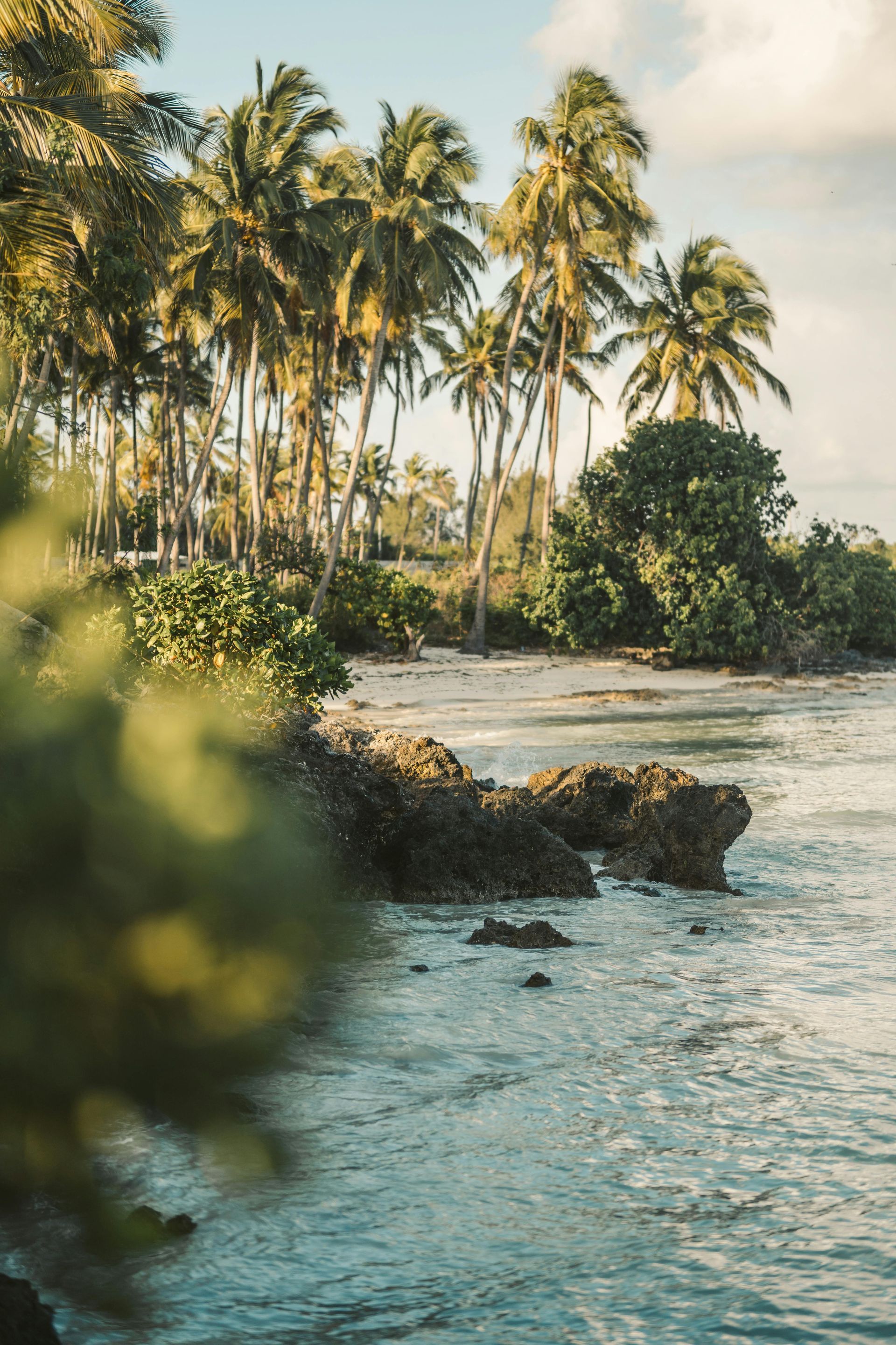 A tropical beach with palm trees and a body of water.