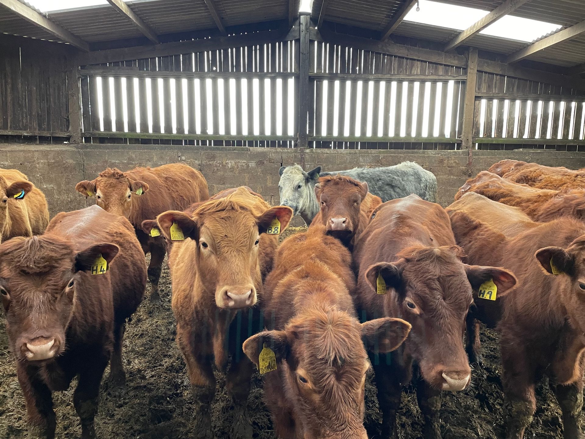 A herd of brown cows standing in a barn looking at the camera.