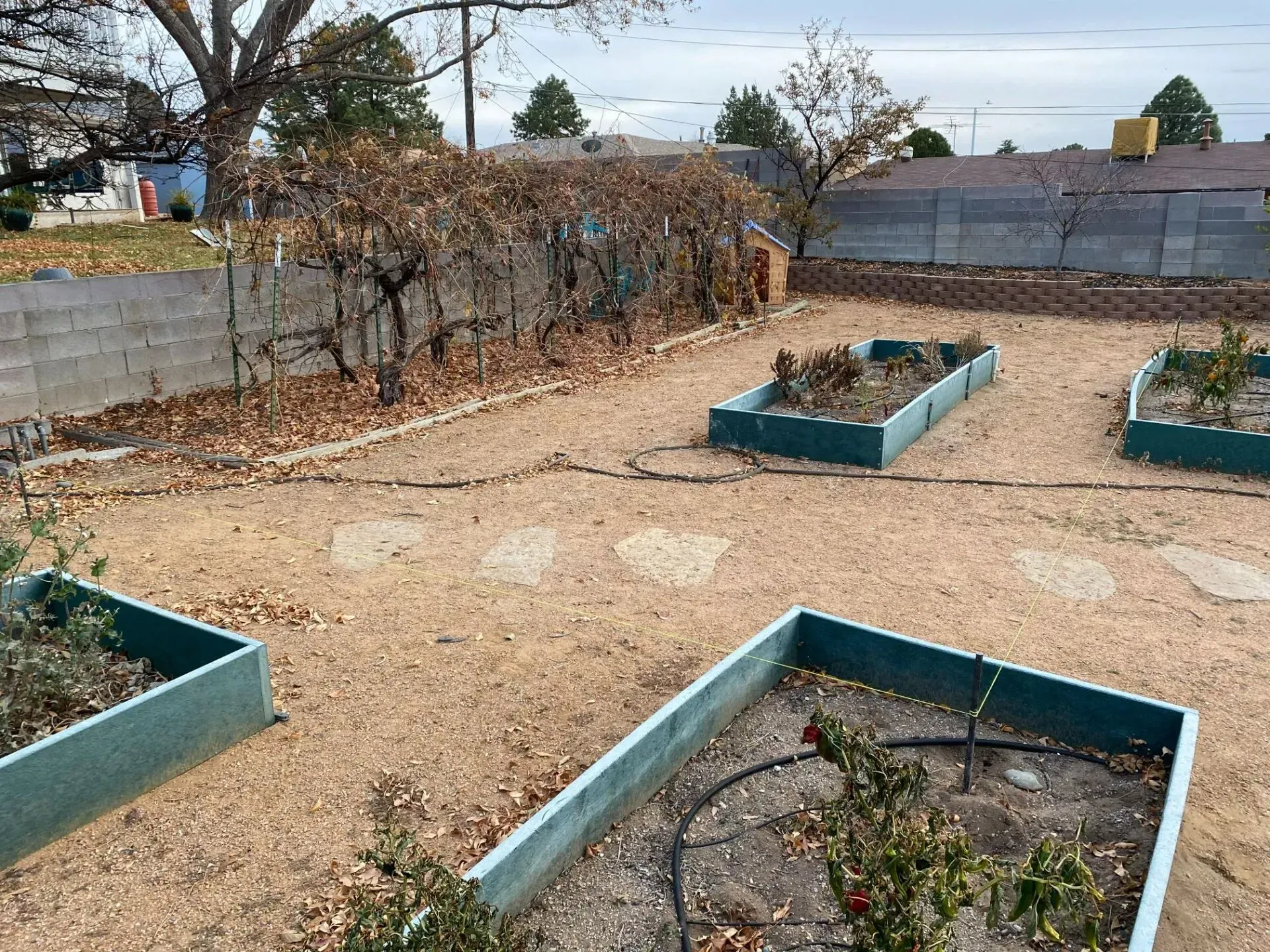 A garden with a lot of plants in it