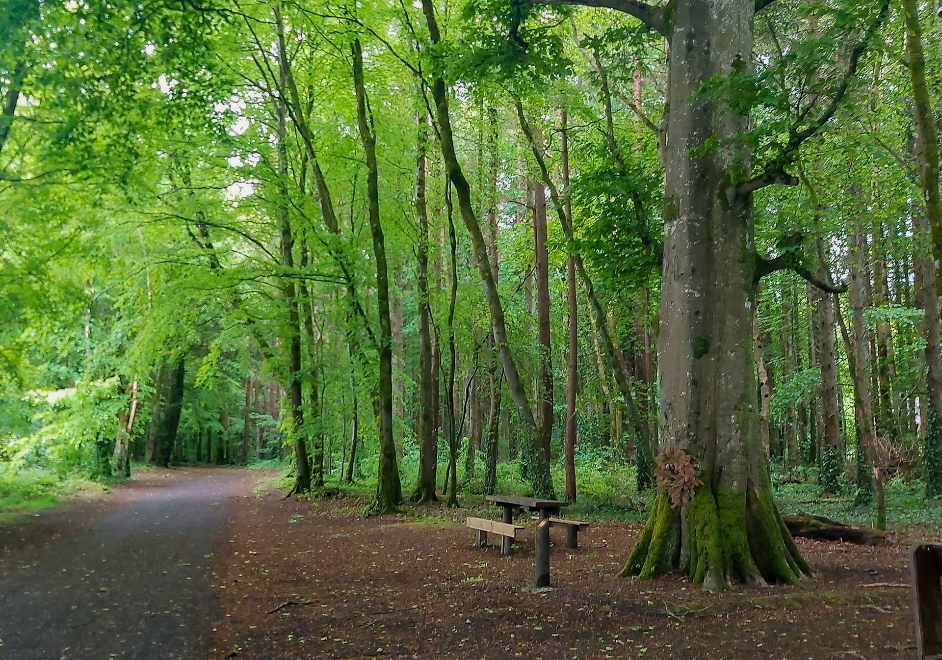 Belleek Woods Ballin