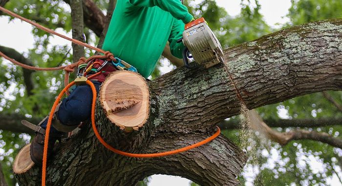 Expert Doing Tree Trimming
