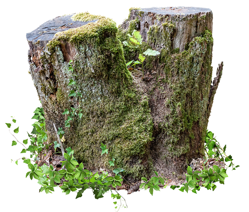 Tree Stump Tree Stump