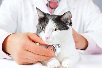 Cat Health Examination - Veterinary Services in Ashland, VA