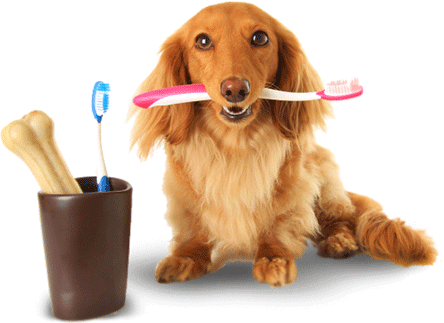 Animal Welfare - Pet Hygiene in Ashland, VA