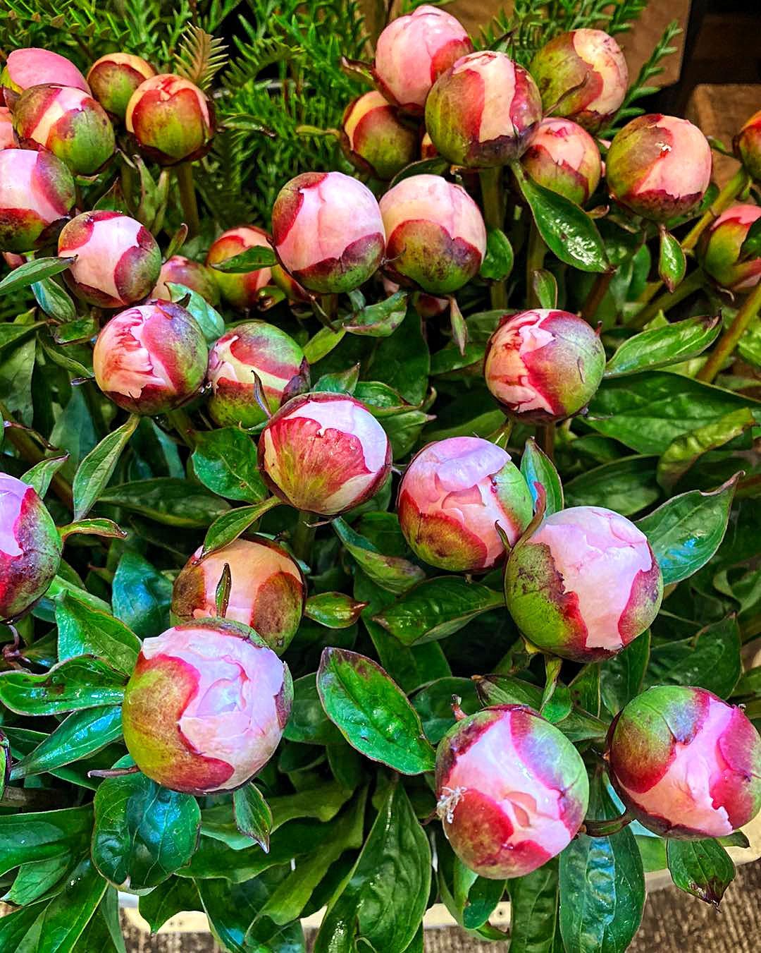 Bloemennis boeketten