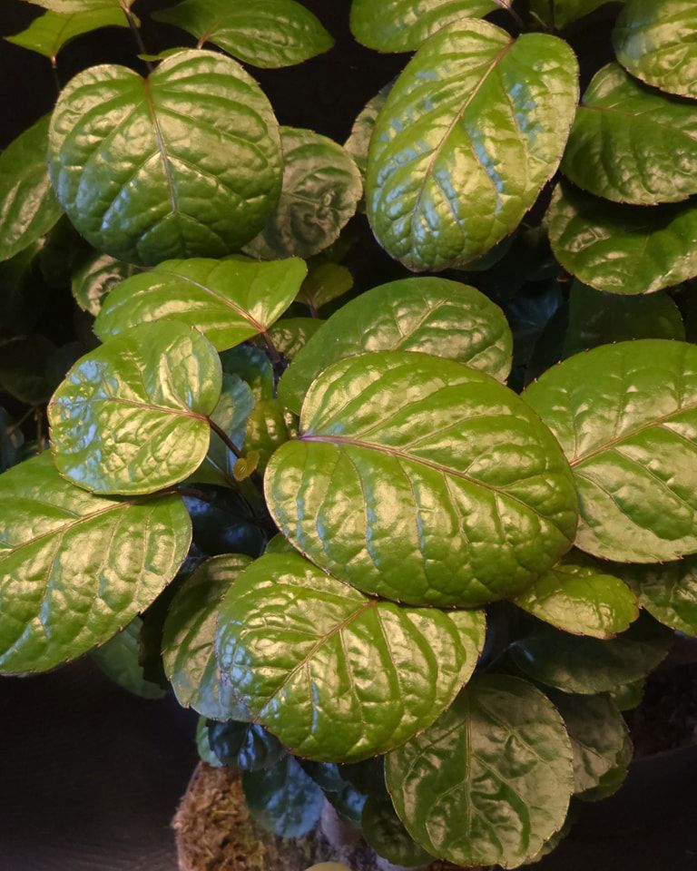 Bloemennis imitatie planten