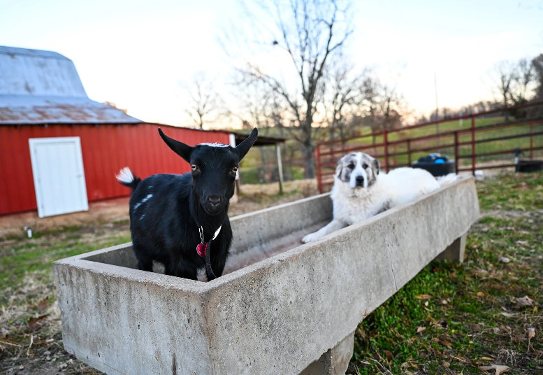 goat and dog in feeding trough
