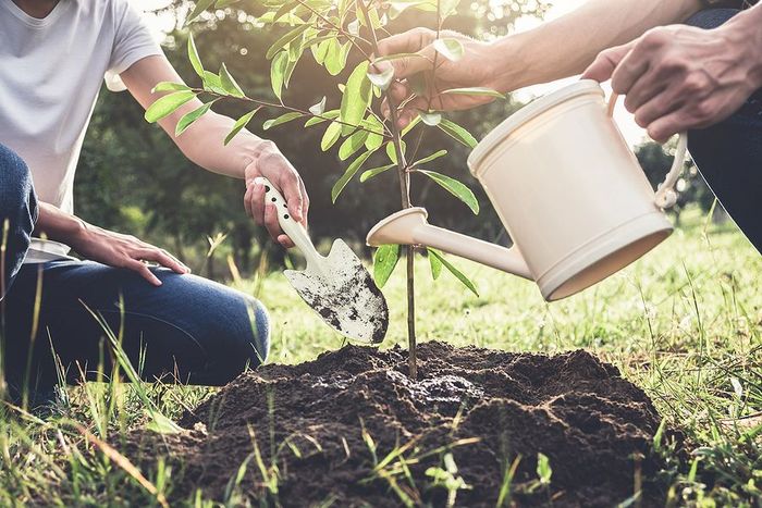 watering a newly planted tree