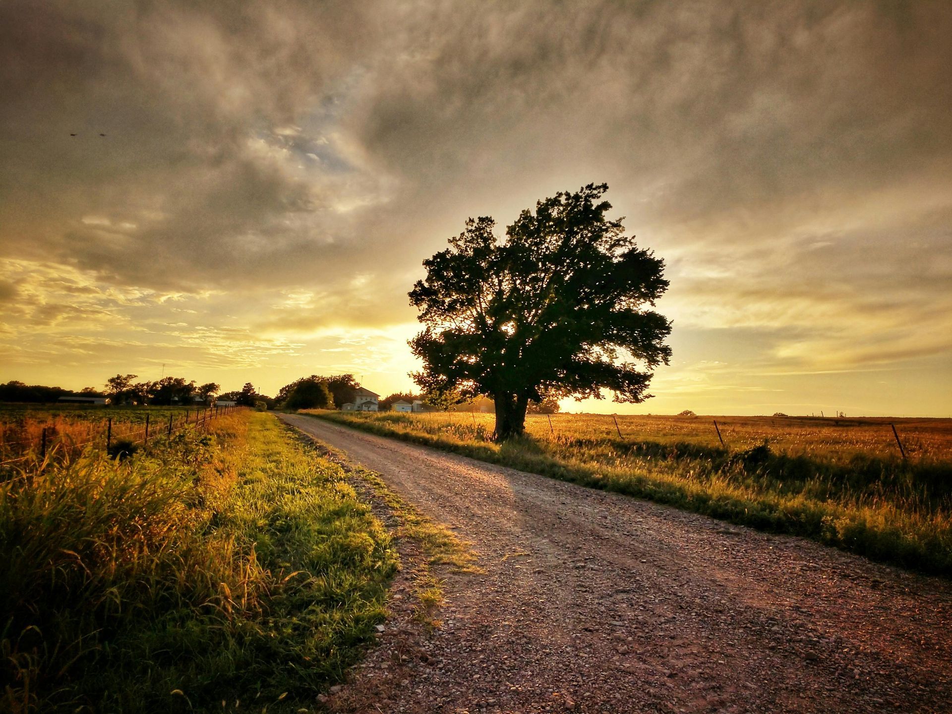 Gravel country road leading past a tree at sunset