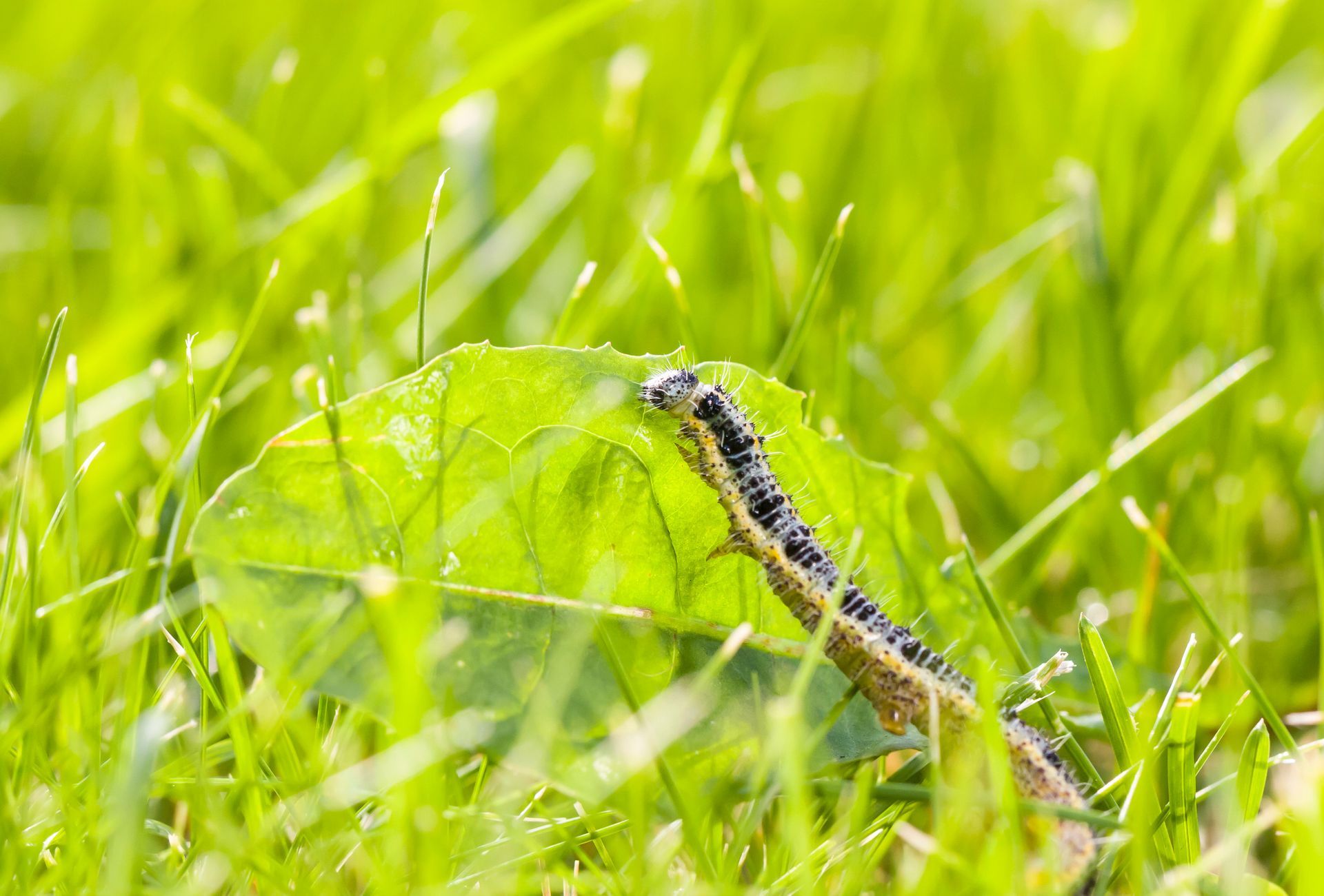 A caterpillar is crawling on a leaf in the grass.