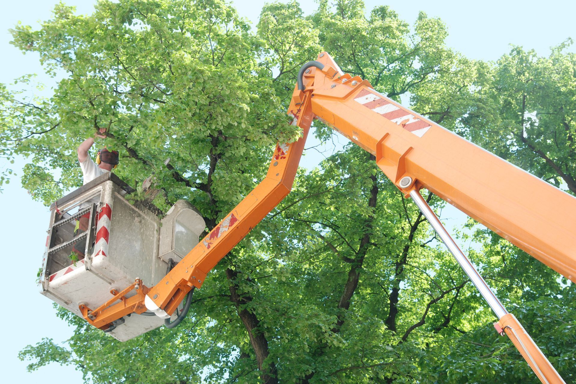 A man is working on a tree with a crane.