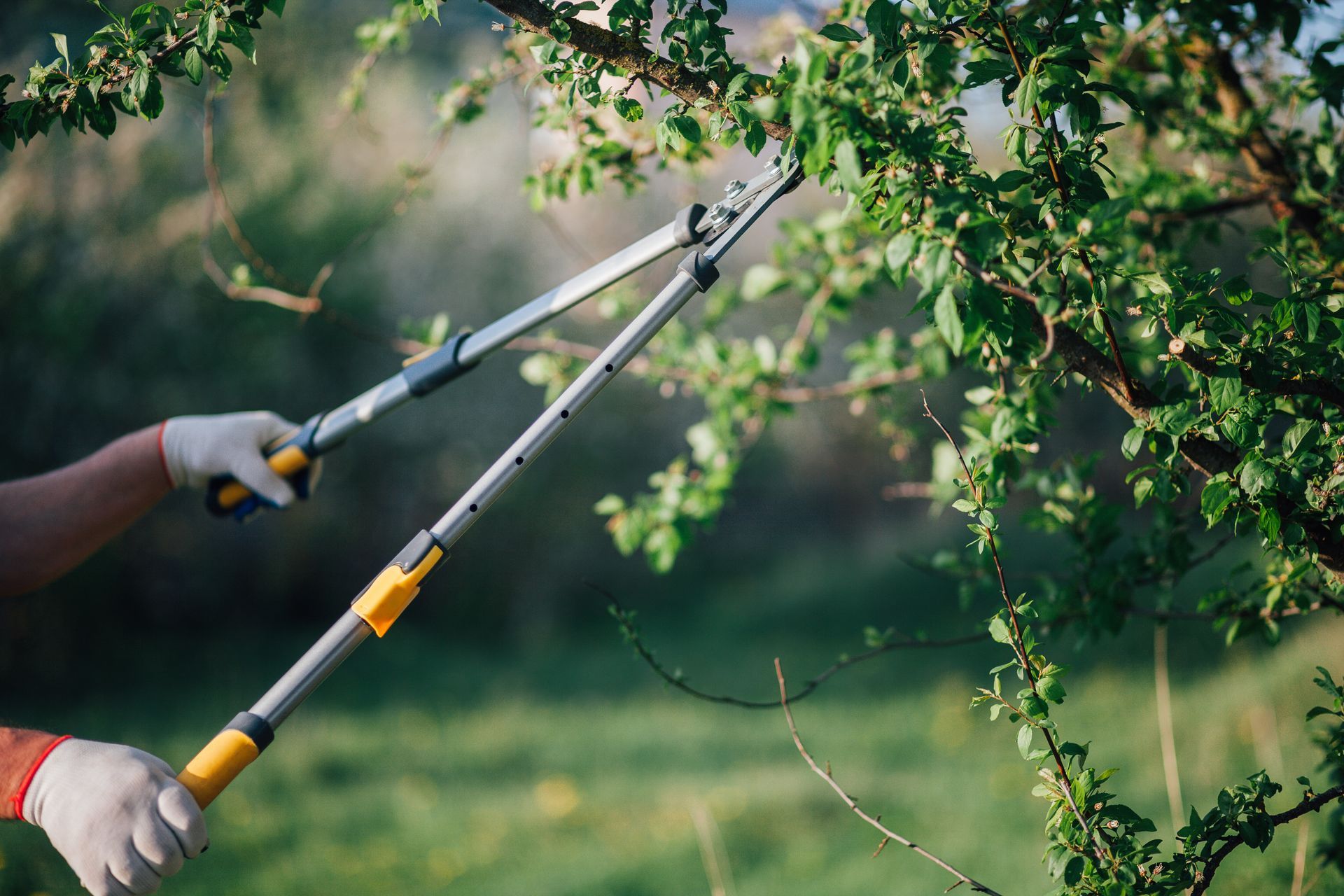Hands using pruning shears to trim leafy tree branches in a garden