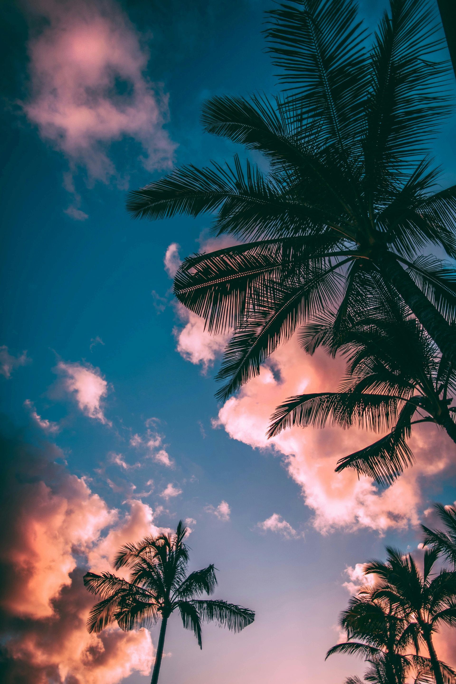 A group of palm trees silhouetted against a cloudy sky at sunset.