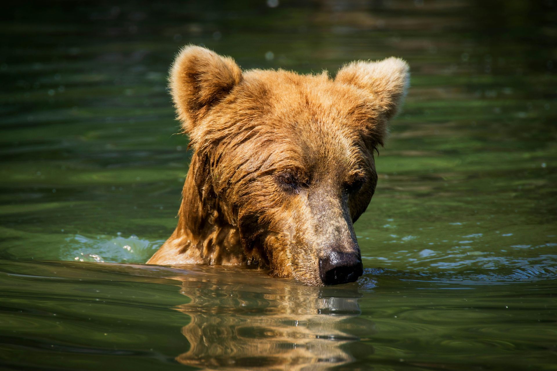 A brown bear is swimming in a body of water.