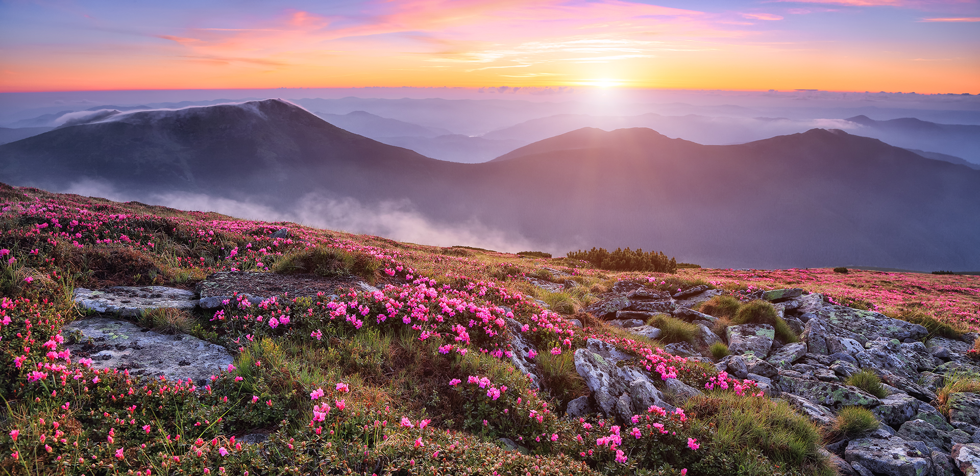 Mountain landscape with pink flowers in the foreground, and the sun setting over the mountains.