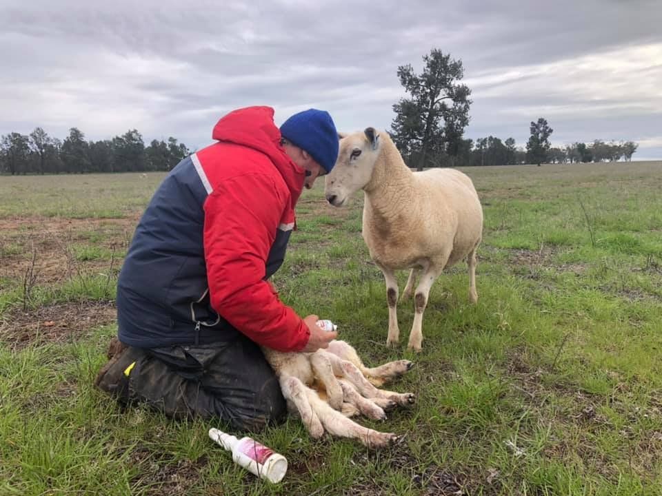 A man treating bauer