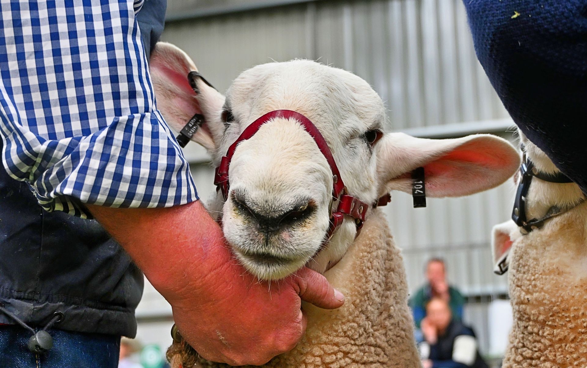 Ewes