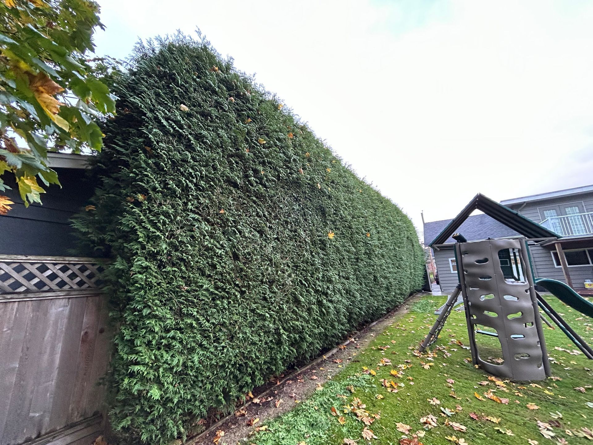residential hedge trimming service