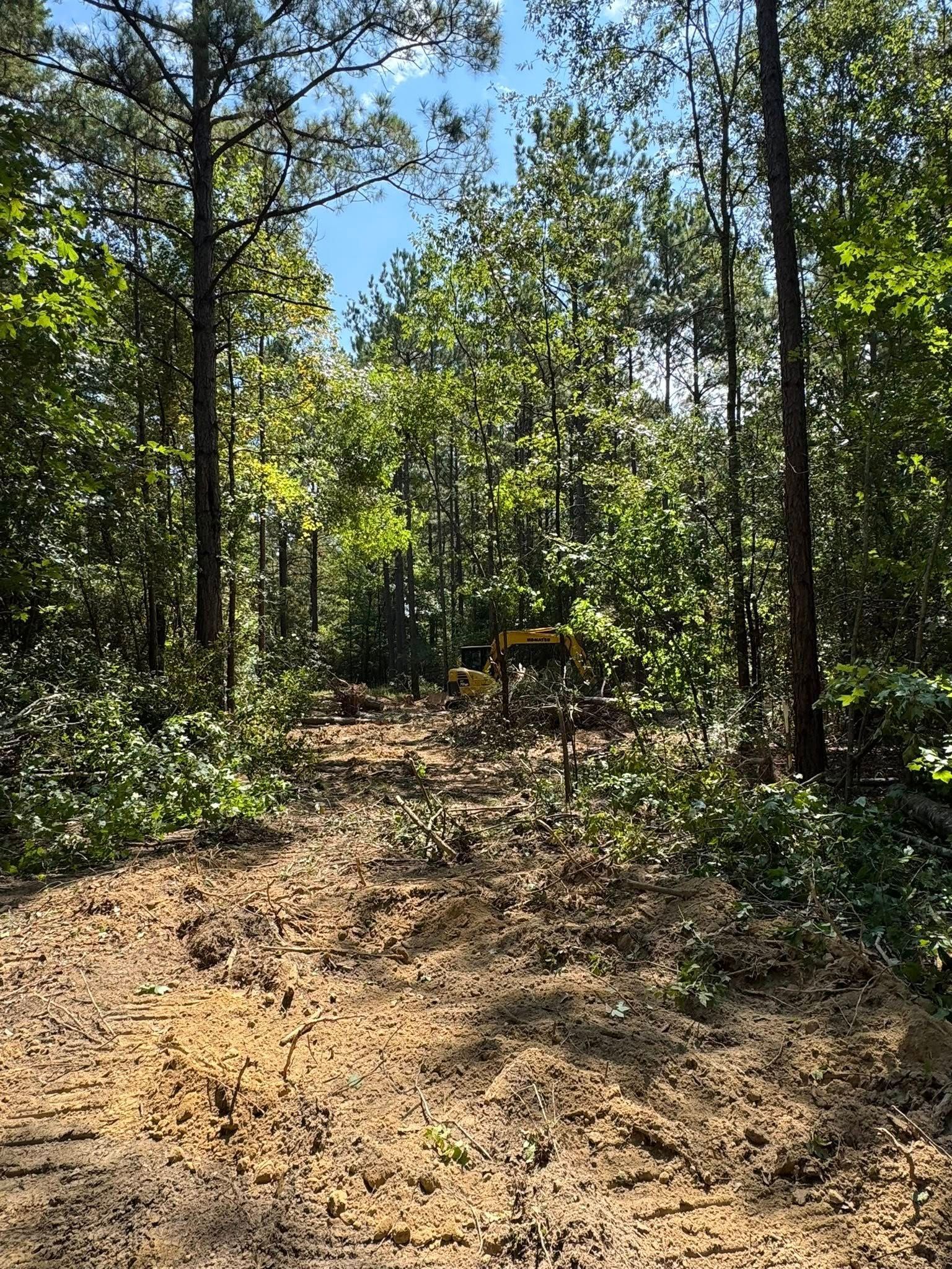 Dirt road leading into a forest clearing, with trees and a blue sky.
