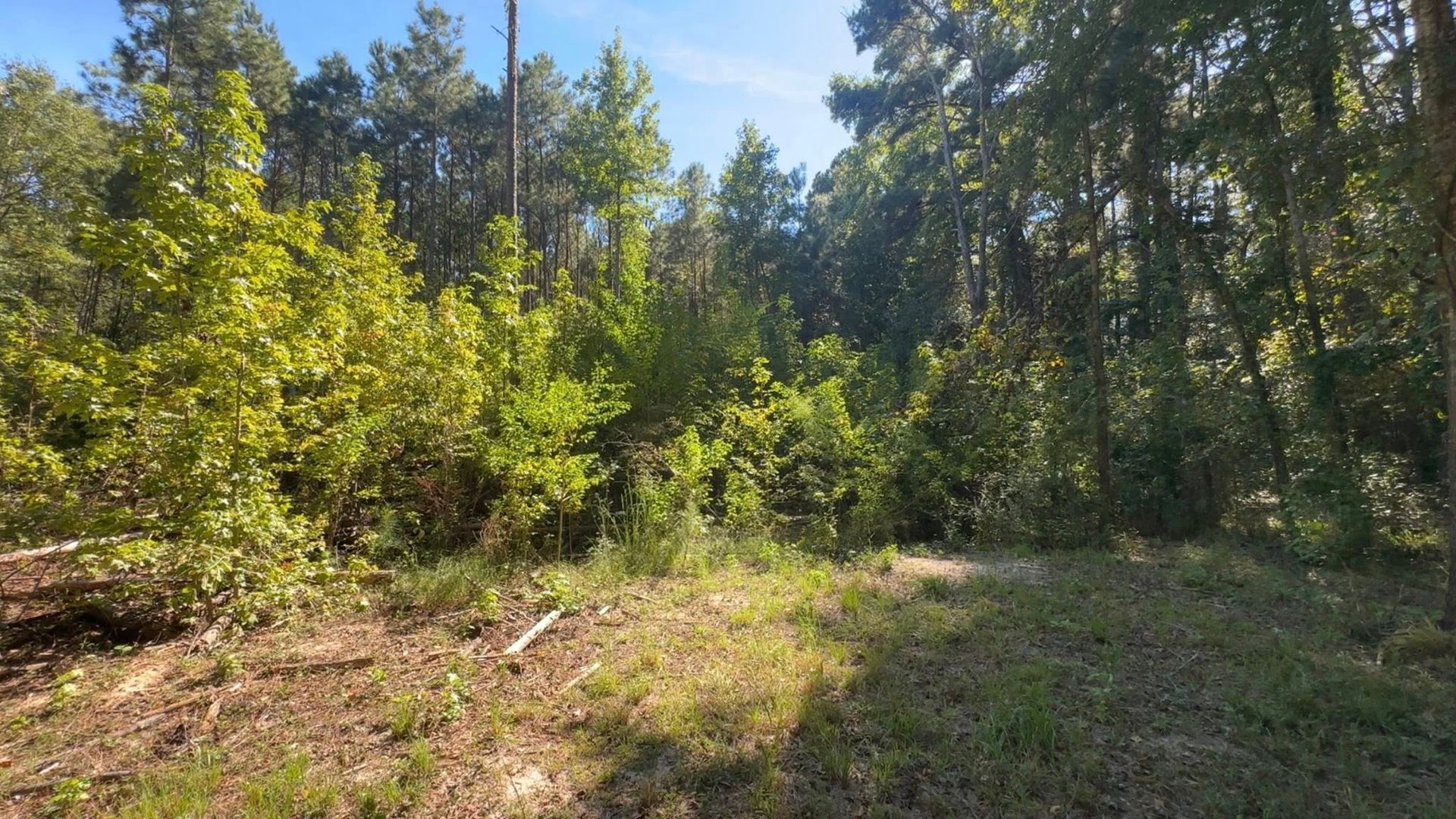 Forest edge with sunlight casting shadows on a grassy area, trees on the horizon, and bright blue sky.