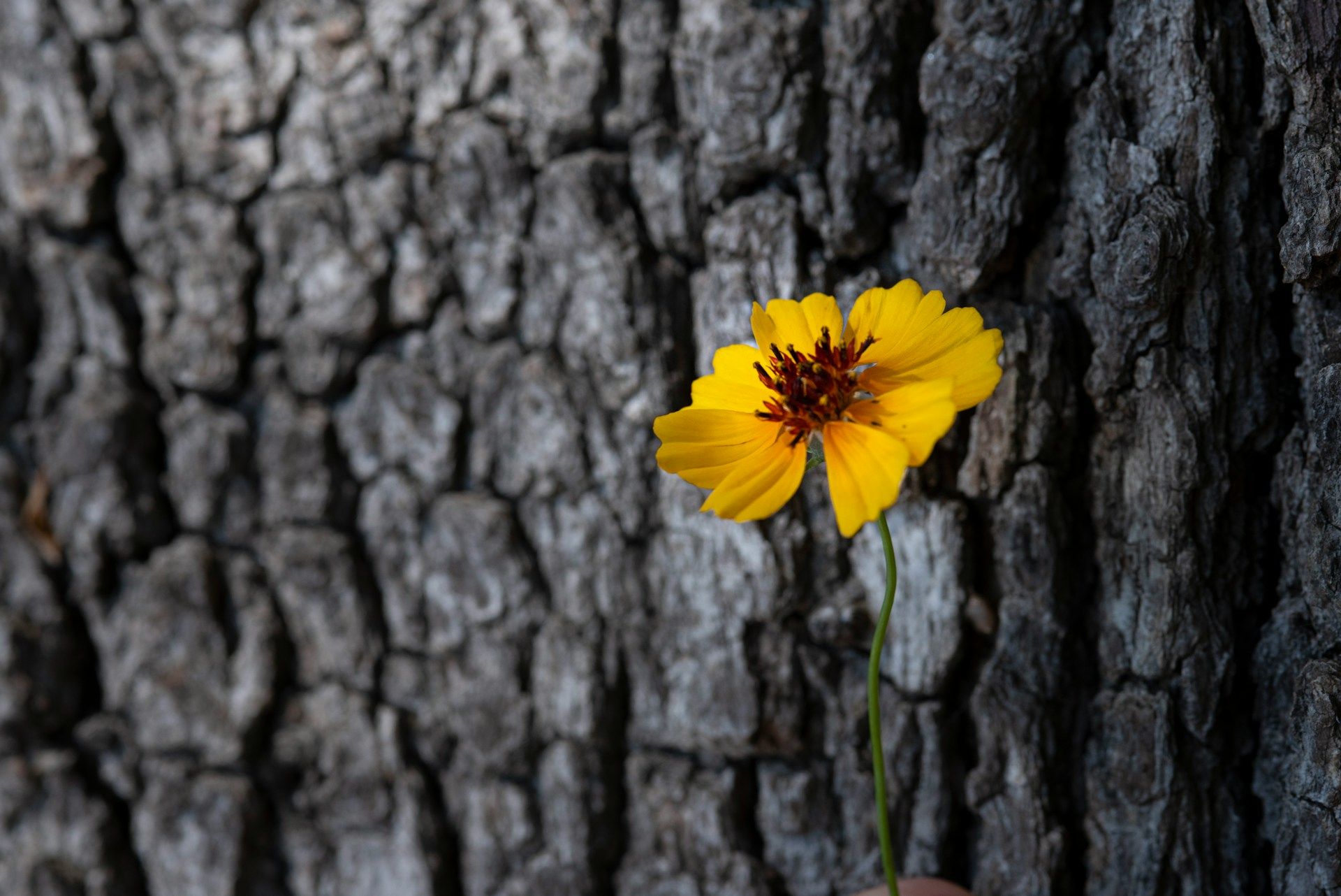 Single yellow flower resting before a tree symbolizing hope, renewal, and remembrance.