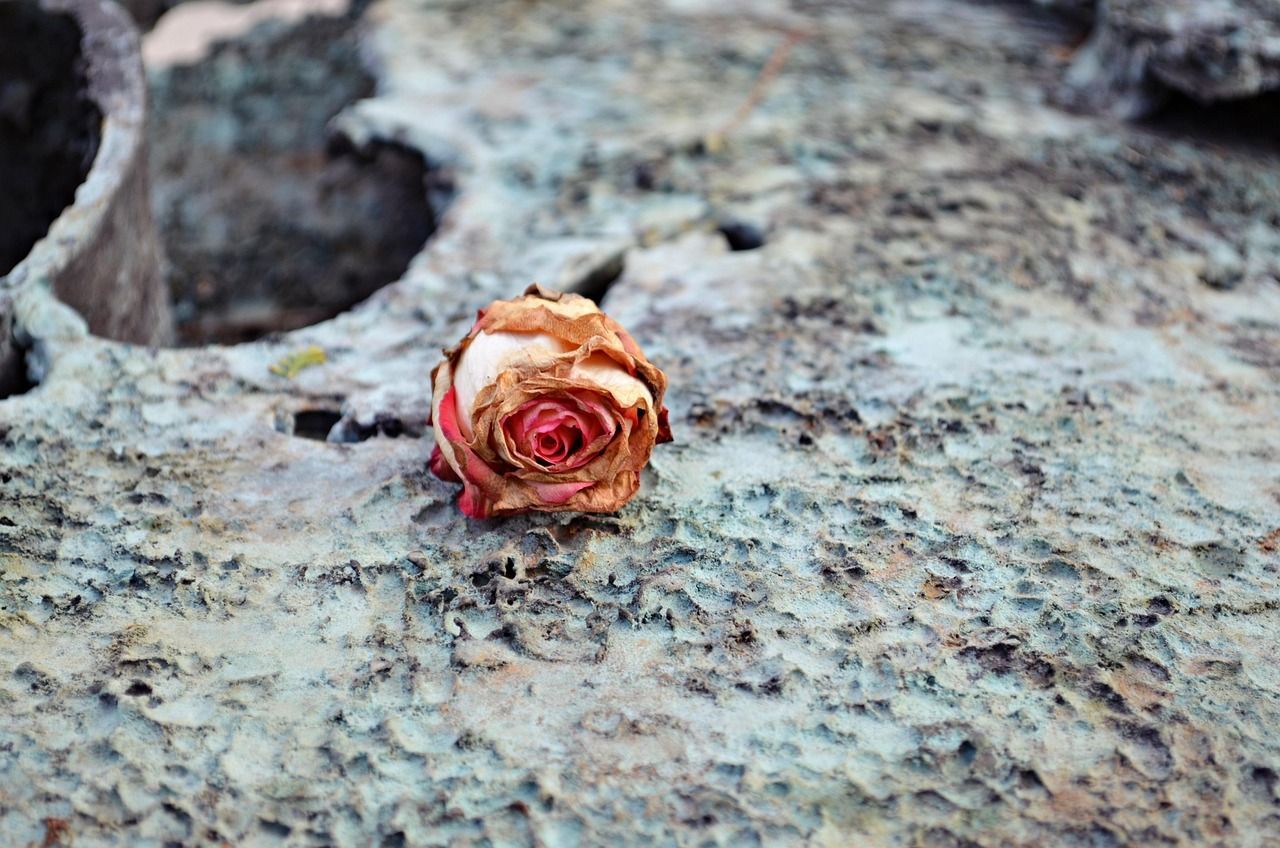 Dried rose placed in a cemetery, symbolizing loss and memory