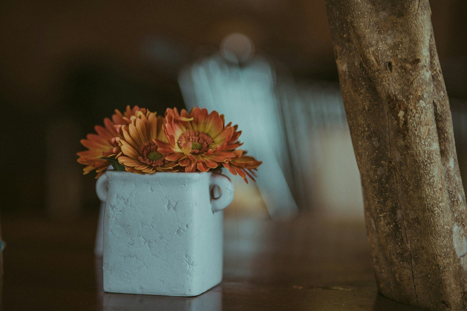 Orange daisies in a small white vase placed on a wooden table indoors