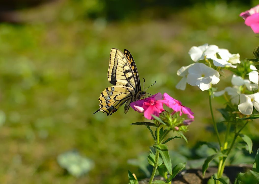 cremation services in Alamo TX