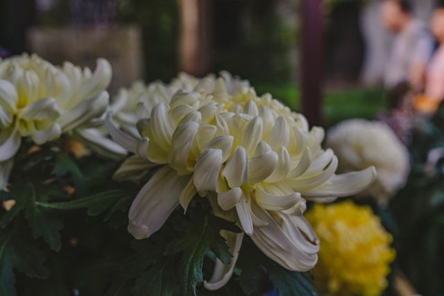 funeral homes Edinburg, TX