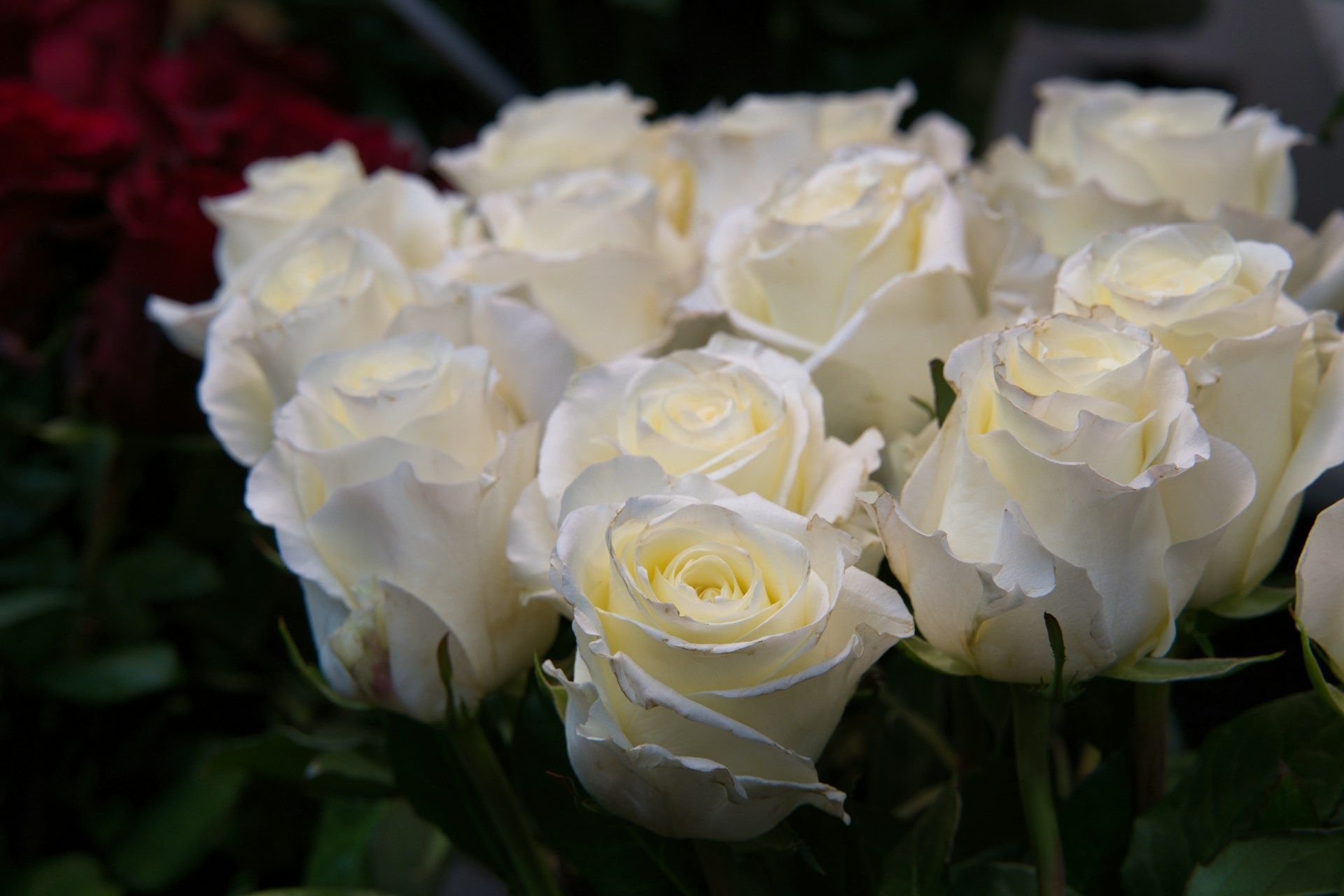 Close-up of elegant white roses with soft petals arranged in a bouquet for a funeral tribute