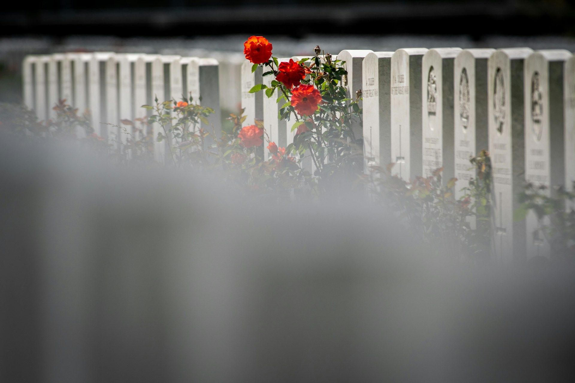 Red flowers blooming through a white fence symbolizing hope, love, and remembrance in San Juan, TX.