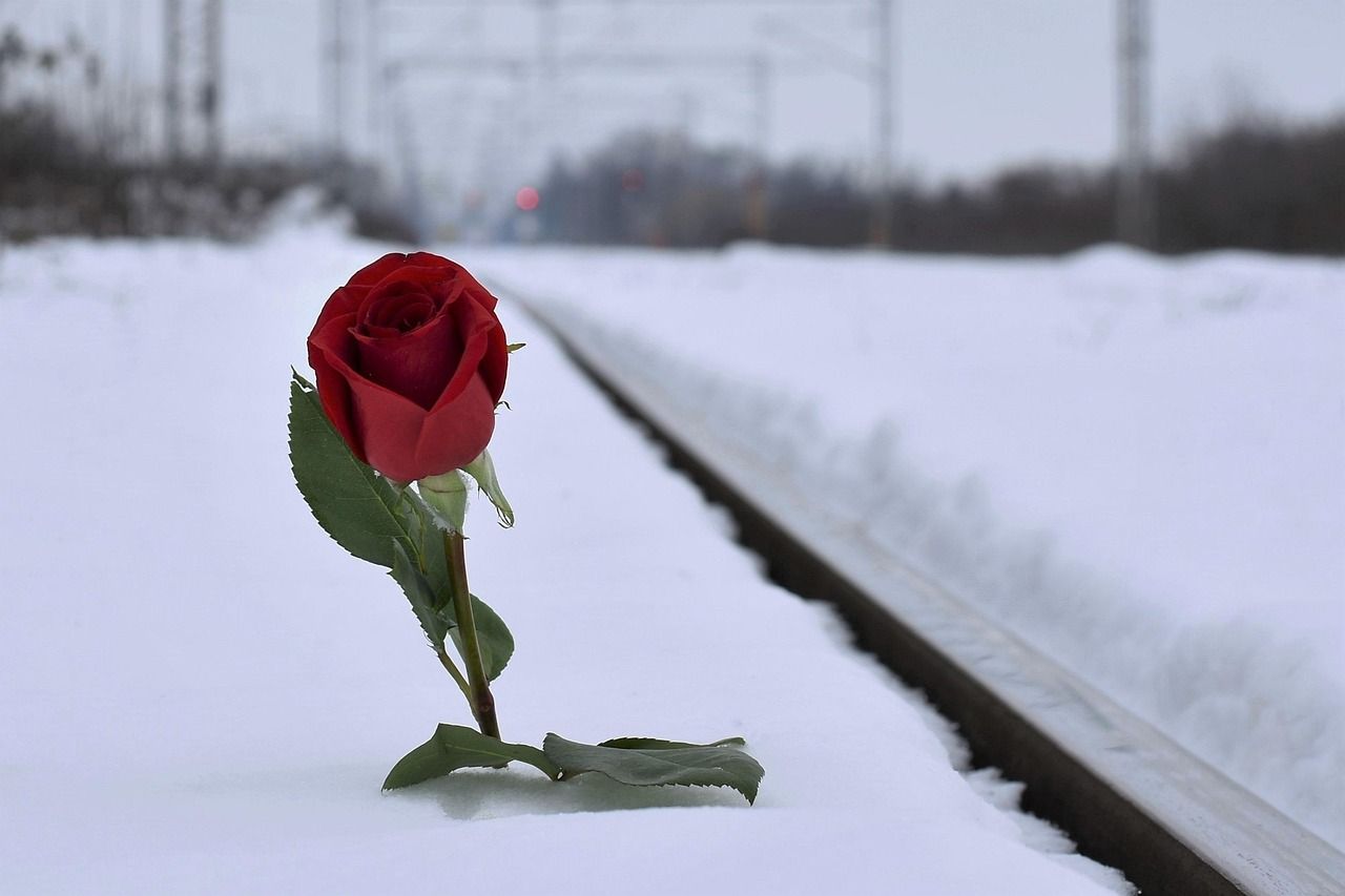 Red rose on snow-covered ground evoking loss, remembrance, and quiet reflection.