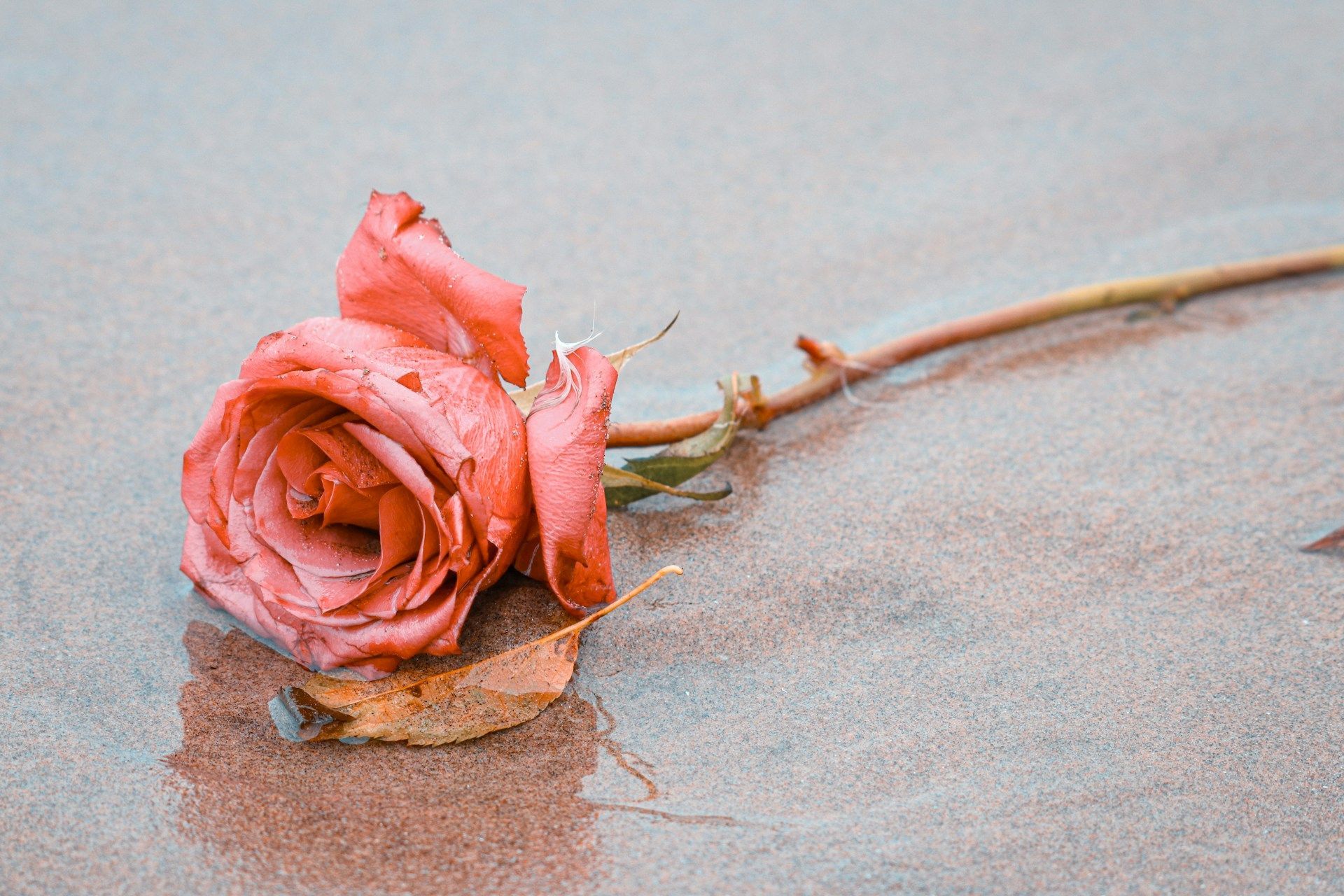 Single red rose lying on the ground symbolizing love, remembrance, and gentle farewell.