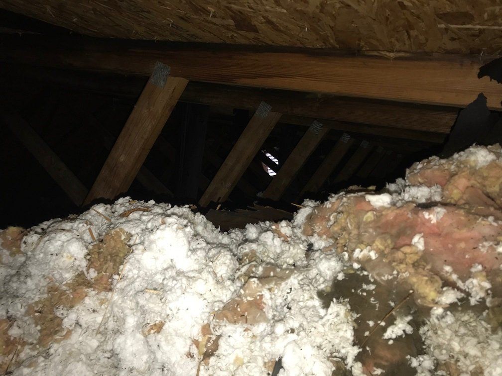Water damaged pile of attic insulation with mold and bits of wood