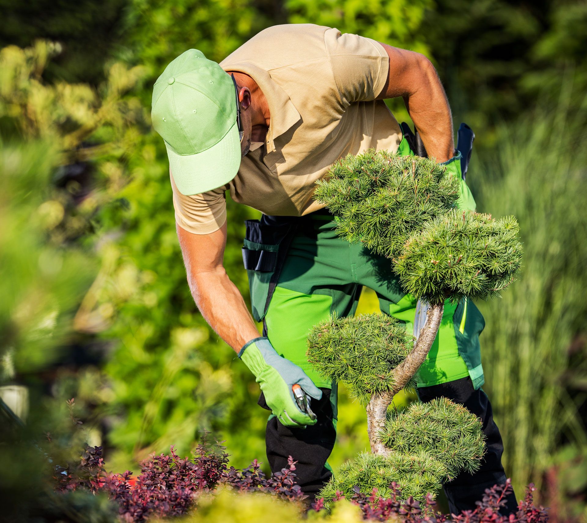 A person in a tan shirt, green cap, and gloves trims a sculpted shrub in a lush garden.