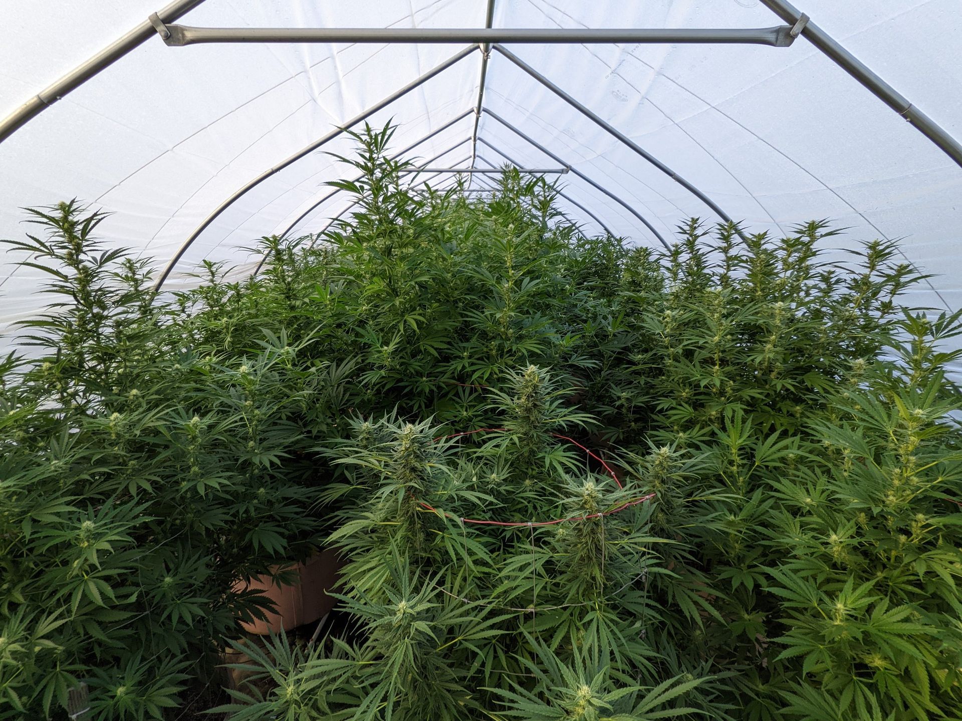A greenhouse filled with lots of green plants.