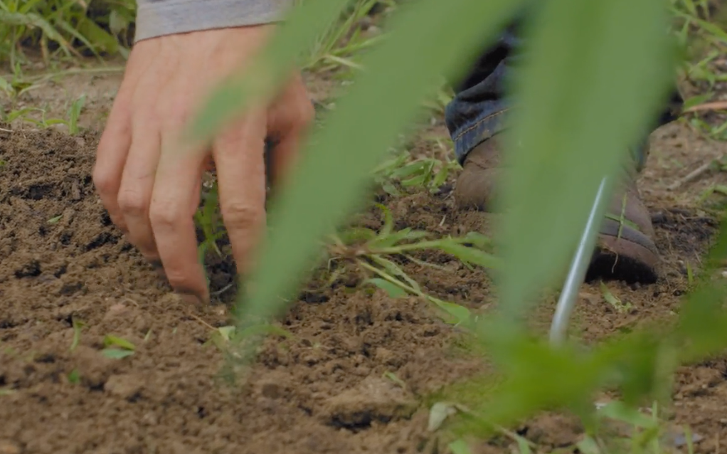 A person is planting a plant in the dirt.