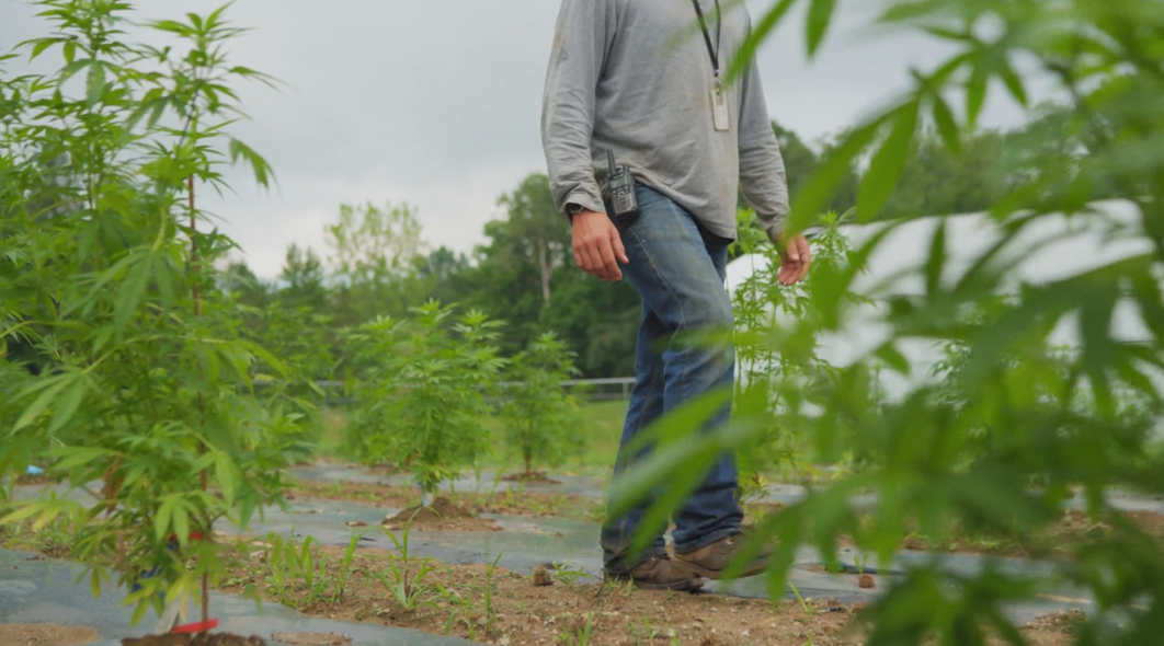 A man is standing in a field of hemp plants.
