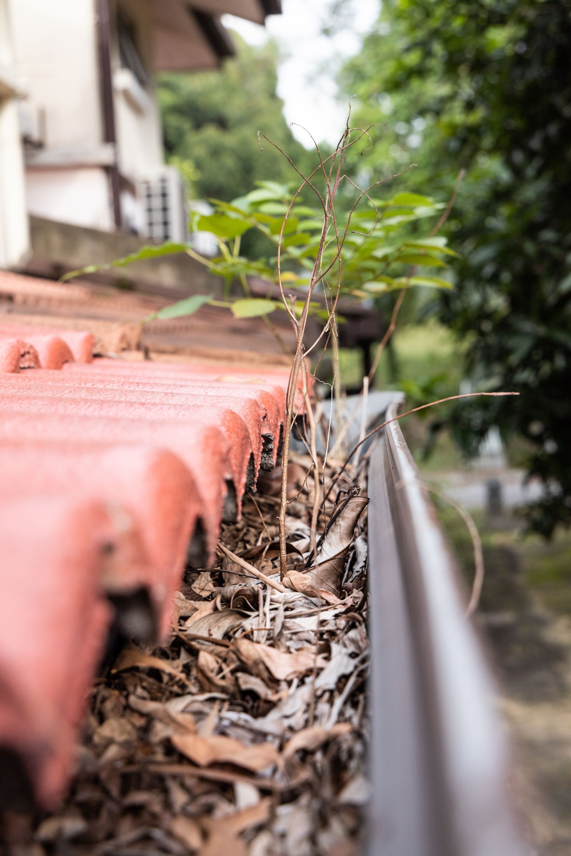 A rain gutter full of debris (leaves, twigs, mud) and even a tree sprout.