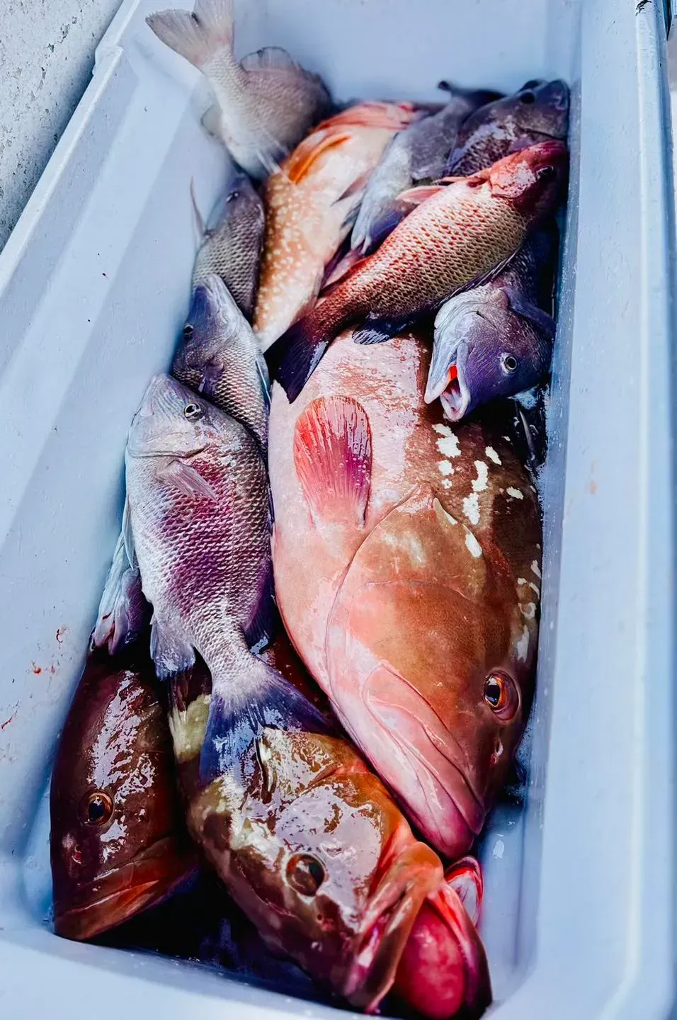 A bunch of fish are sitting in a cooler.