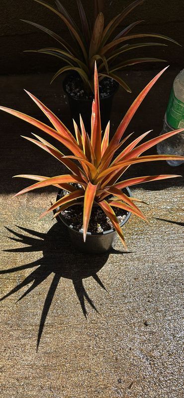 A pineapple plant in a pot is sitting on the ground.