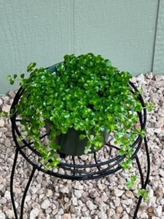 A potted plant is sitting on top of a metal stand.
